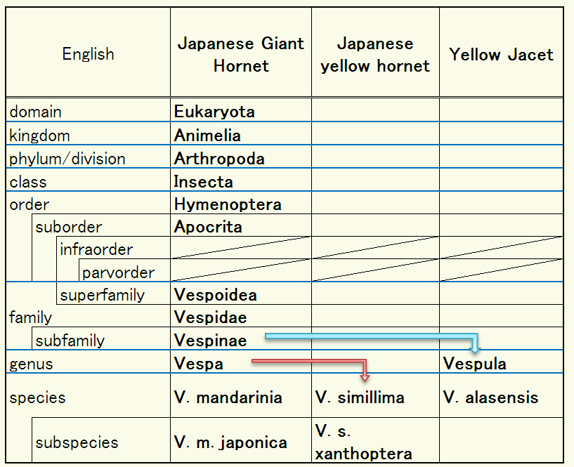 difference of Hornet and Yellow Jacket in taxonomy by English.PNG
