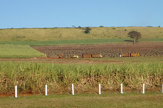 sugarcane  farm 03 320.jpg