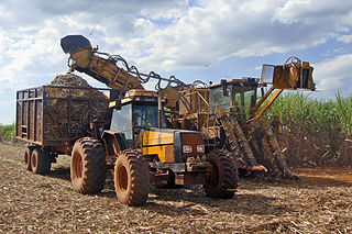 sugarcane  farm 04 320.jpg